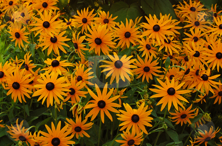 To use this stock image in your creative project, please select the size you need over to the right and click the "Add to Cart" button.
Your downloaded image will come with the Cutcaster watermark removed so don’t worry about the watermark you see on this page. Flowers stock photo, A lot of camomile flowers in a green meadow by Pavel Cheiko