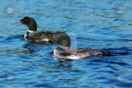 To use this stock image in your creative project, please select the size you need over to the right and click the "Add to Cart" button.
Your downloaded image will come with the Cutcaster watermark removed so don’t worry about the watermark you see on this page. Common loon stock photo, Common loon in blue water of north lake by Pavel Cheiko