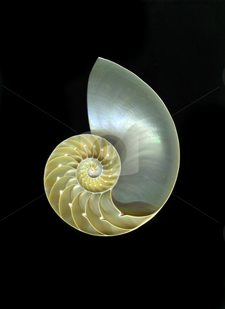 To use this stock image in your creative project, please select the size you need over to the right and click the "Add to Cart" button.
Your downloaded image will come with the Cutcaster watermark removed so don’t worry about the watermark you see on this page. Nautilus stock photo, Chambered nautilus close-up isolated on black background by Christian Slanec