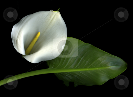 To use this stock image in your creative project, please select the size you need over to the right and click the "Add to Cart" button.
Your downloaded image will come with the Cutcaster watermark removed so don’t worry about the watermark you see on this page. White Calla stock photo, Single white calla lily with leaf isolated on black background by Christian Slanec