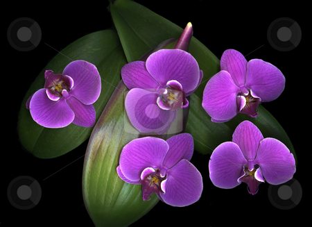To use this stock image in your creative project, please select the size you need over to the right and click the "Add to Cart" button.
Your downloaded image will come with the Cutcaster watermark removed so don’t worry about the watermark you see on this page. Orchids On Green stock photo, Exotic purple orchids and leaf isolated on black background by Christian Slanec