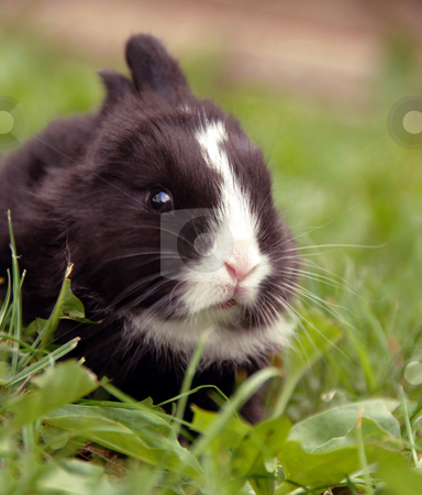 To use this stock image in your creative project, please select the size you need over to the right and click the "Add to Cart" button.
Your downloaded image will come with the Cutcaster watermark removed so don’t worry about the watermark you see on this page. Black rabbit stock photo, Small black rabbit at grass outdoor eating a leaf by Julija Sapic