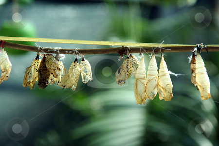 To use this stock image in your creative project, please select the size you need over to the right and click the "Add to Cart" button.
Your downloaded image will come with the Cutcaster watermark removed so don’t worry about the watermark you see on this page. Cocoon stock photo, From a close cocoon the beautiful butterfly was liberated by Aleksandr GAvrilov