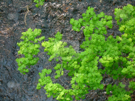 To use this stock image in your creative project, please select the size you need over to the right and click the "Add to Cart" button.
Your downloaded image will come with the Cutcaster watermark removed so don’t worry about the watermark you see on this page. Foliage over river stock photo, Lush green branch of leaves over running river by Paul Malandain