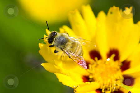 To use this stock image in your creative project, please select the size you need over to the right and click the "Add to Cart" button.
Your downloaded image will come with the Cutcaster watermark removed so don’t worry about the watermark you see on this page. Bee on a flower stock photo, A macro picture of bee on a yellow flower by Hieng Ling Tie