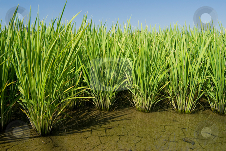 To use this stock image in your creative project, please select the size you need over to the right and click the "Add to Cart" button.
Your downloaded image will come with the Cutcaster watermark removed so don’t worry about the watermark you see on this page. Green field stock photo, Green field, Asia paddy field by Lawren