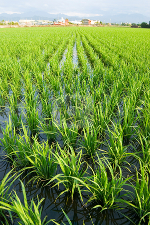 To use this stock image in your creative project, please select the size you need over to the right and click the "Add to Cart" button.
Your downloaded image will come with the Cutcaster watermark removed so don’t worry about the watermark you see on this page. Green field stock photo, Green field, Asia paddy field by Lawren