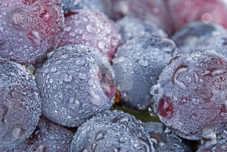 To use this stock image in your creative project, please select the size you need over to the right and click the "Add to Cart" button.
Your downloaded image will come with the Cutcaster watermark removed so don’t worry about the watermark you see on this page. Grapes with drops, fresh fruit. stock photo, Fresh grapes with drops, delicious fruit. by Lawren