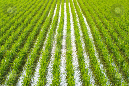 To use this stock image in your creative project, please select the size you need over to the right and click the "Add to Cart" button.
Your downloaded image will come with the Cutcaster watermark removed so don’t worry about the watermark you see on this page. Green field stock photo, Green field, Asia paddy field by Lawren