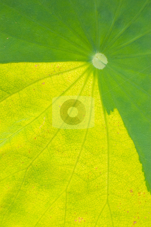 To use this stock image in your creative project, please select the size you need over to the right and click the "Add to Cart" button.
Your downloaded image will come with the Cutcaster watermark removed so don’t worry about the watermark you see on this page. Contrast color on the leaf of waterlily stock photo, Natural contrast color on the leaf of waterlily by Lawren