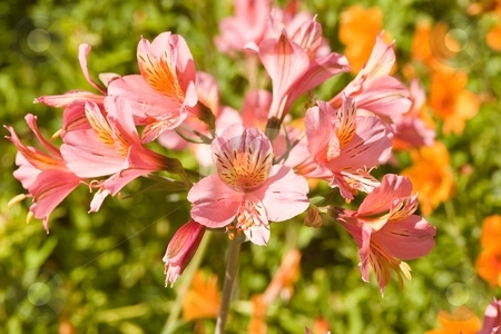 To use this stock image in your creative project, please select the size you need over to the right and click the "Add to Cart" button.
Your downloaded image will come with the Cutcaster watermark removed so don’t worry about the watermark you see on this page. Alstroemeria stock photo, Alstroemeria commonly called the Peruvian Lily or Lily of the Incas, is a South American genus of about 50 species of flowering plants. by Mariusz Jurgielewicz