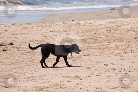 To use this stock image in your creative project, please select the size you need over to the right and click the "Add to Cart" button.
Your downloaded image will come with the Cutcaster watermark removed so don’t worry about the watermark you see on this page. Dog on the beach stock photo, Dog running and playing on the ocean beach. by Mariusz Jurgielewicz