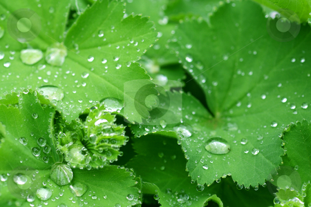 To use this stock image in your creative project, please select the size you need over to the right and click the "Add to Cart" button.
Your downloaded image will come with the Cutcaster watermark removed so don’t worry about the watermark you see on this page. Ladys mantle stock photo, Water drops on the leafs of a Lady's mantle by Birgit Reitz-Hofmann