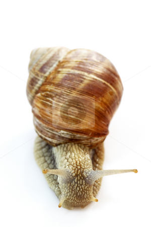 To use this stock image in your creative project, please select the size you need over to the right and click the "Add to Cart" button.
Your downloaded image will come with the Cutcaster watermark removed so don’t worry about the watermark you see on this page. Snail stock photo, Snail with shell on bright background by Birgit Reitz-Hofmann