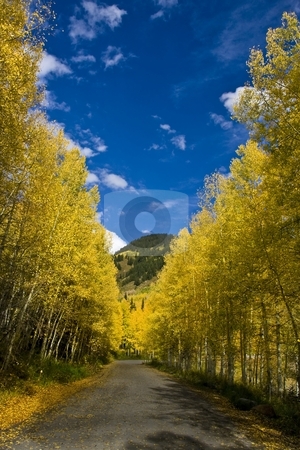 To use this stock image in your creative project, please select the size you need over to the right and click the "Add to Cart" button.
Your downloaded image will come with the Cutcaster watermark removed so don’t worry about the watermark you see on this page. Aspem Row stock photo, High mountain road in the fall showing all the fall colors by Mark Smith