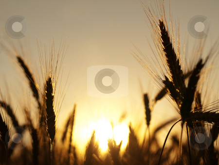 To use this stock image in your creative project, please select the size you need over to the right and click the "Add to Cart" button.
Your downloaded image will come with the Cutcaster watermark removed so don’t worry about the watermark you see on this page. Golden wheat field stock photo, Golden wheat field in summer against the sun by Laurent Dambies