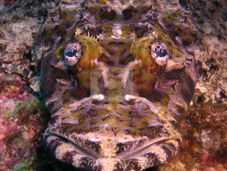 To use this stock image in your creative project, please select the size you need over to the right and click the "Add to Cart" button.
Your downloaded image will come with the Cutcaster watermark removed so don’t worry about the watermark you see on this page. Crocodile Fish stock photo, by Ryan Dandy