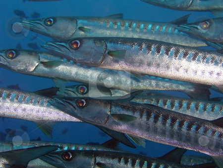 To use this stock image in your creative project, please select the size you need over to the right and click the "Add to Cart" button.
Your downloaded image will come with the Cutcaster watermark removed so don’t worry about the watermark you see on this page. Barracuda stock photo, by Ryan Dandy