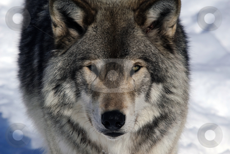 To use this stock image in your creative project, please select the size you need over to the right and click the "Add to Cart" button.
Your downloaded image will come with the Cutcaster watermark removed so don’t worry about the watermark you see on this page. Gray Wolf stock photo, Close-up portrait of a gray wolf in Winter by Alain Turgeon