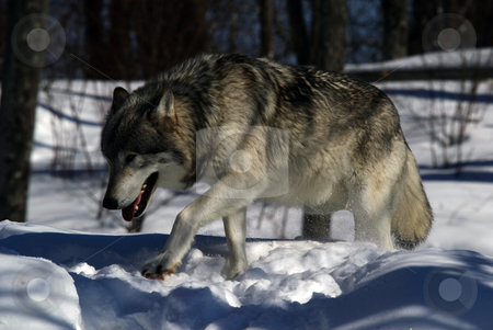 To use this stock image in your creative project, please select the size you need over to the right and click the "Add to Cart" button.
Your downloaded image will come with the Cutcaster watermark removed so don’t worry about the watermark you see on this page. Gray Wolf stock photo, Close-up portrait of a gray wolf in Winter by Alain Turgeon