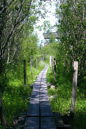 To use this stock image in your creative project, please select the size you need over to the right and click the "Add to Cart" button.
Your downloaded image will come with the Cutcaster watermark removed so don’t worry about the watermark you see on this page. Wooden pathway stock photo, by Turo Jantunen