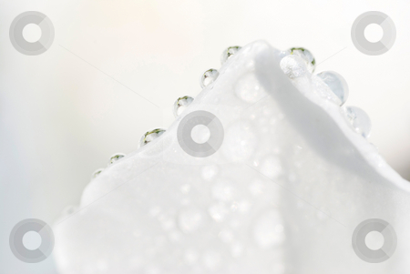 To use this stock image in your creative project, please select the size you need over to the right and click the "Add to Cart" button.
Your downloaded image will come with the Cutcaster watermark removed so don’t worry about the watermark you see on this page. Water drops on petal stock photo, Water drops on soft petal by Lawren