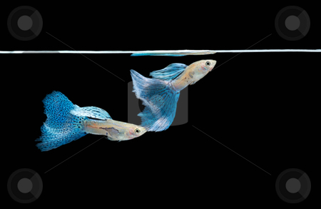 To use this stock image in your creative project, please select the size you need over to the right and click the "Add to Cart" button.
Your downloaded image will come with the Cutcaster watermark removed so don’t worry about the watermark you see on this page. Swimming blue guppy, tropical fish pet stock photo, Swimming blue guppy, tropical fish pet by Lawren