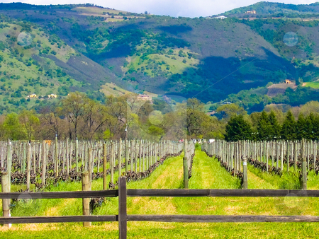To use this stock image in your creative project, please select the size you need over to the right and click the "Add to Cart" button.
Your downloaded image will come with the Cutcaster watermark removed so don’t worry about the watermark you see on this page. California vineyard stock photo, Vineyard in Sonoma California by Jaime Pharr