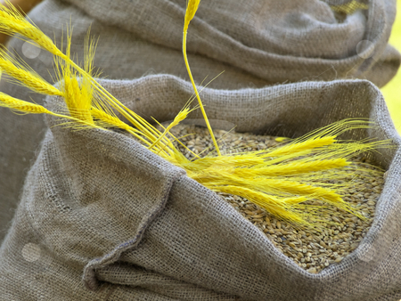 To use this stock image in your creative project, please select the size you need over to the right and click the "Add to Cart" button.
Your downloaded image will come with the Cutcaster watermark removed so don’t worry about the watermark you see on this page. Grain stock photo, Sacks of grain with yellow head on it by Sergej Razvodovskij