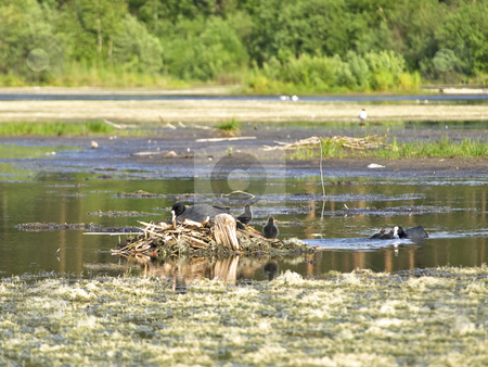 To use this stock image in your creative project, please select the size you need over to the right and click the "Add to Cart" button.
Your downloaded image will come with the Cutcaster watermark removed so don’t worry about the watermark you see on this page. Coots stock photo, Coot family with chicks on the middle of the bog by Sergej Razvodovskij