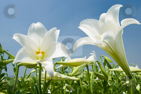 To use this stock image in your creative project, please select the size you need over to the right and click the "Add to Cart" button.
Your downloaded image will come with the Cutcaster watermark removed so don’t worry about the watermark you see on this page. White lily stock photo, White lily in the field by Lawren