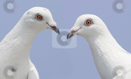 To use this stock image in your creative project, please select the size you need over to the right and click the "Add to Cart" button.
Your downloaded image will come with the Cutcaster watermark removed so don’t worry about the watermark you see on this page. Couple of white doves stock photo, Couple of white doves look at each other by Lawren