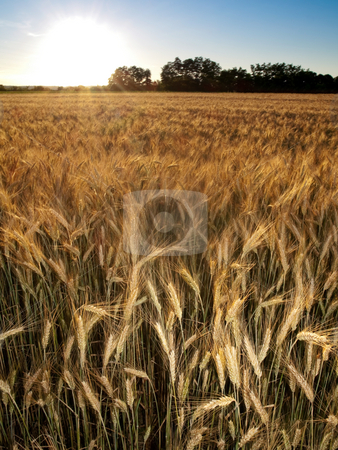 To use this stock image in your creative project, please select the size you need over to the right and click the "Add to Cart" button.
Your downloaded image will come with the Cutcaster watermark removed so don’t worry about the watermark you see on this page. Golden wheat field stock photo, Golden wheat field in summer at sunset by Laurent Dambies