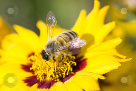 To use this stock image in your creative project, please select the size you need over to the right and click the "Add to Cart" button.
Your downloaded image will come with the Cutcaster watermark removed so don’t worry about the watermark you see on this page. Bee on a flower stock photo, A macro picture of bee on a yellow flower by Hieng Ling Tie