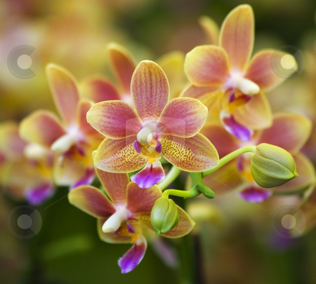 To use this stock image in your creative project, please select the size you need over to the right and click the "Add to Cart" button.
Your downloaded image will come with the Cutcaster watermark removed so don’t worry about the watermark you see on this page. Pink Yellow Spotted Orchids Hong Kong Flower Market stock photo, Pink Yellow Spotted Orchids Close Up Macro Hong Kong Flower Market by William Perry