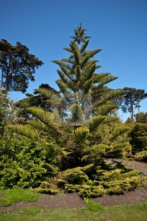 To use this stock image in your creative project, please select the size you need over to the right and click the "Add to Cart" button.
Your downloaded image will come with the Cutcaster watermark removed so don’t worry about the watermark you see on this page. Norfolk Island Pine stock photo, Norfolk Island Pine (Araucaria heterophylla) is a distinctive conifer, a member of the ancient and now disjointly distributed family Araucariaceae. by Mariusz Jurgielewicz