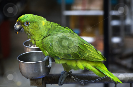 To use this stock image in your creative project, please select the size you need over to the right and click the "Add to Cart" button.
Your downloaded image will come with the Cutcaster watermark removed so don’t worry about the watermark you see on this page. Green Parrot Eating Seed Hong Kong Bird Market stock photo, Green Parrot Eating Seed Hong Kong Bird Market by William Perry