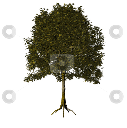 To use this stock image in your creative project, please select the size you need over to the right and click the "Add to Cart" button.
Your downloaded image will come with the Cutcaster watermark removed so don’t worry about the watermark you see on this page. Tree stock photo, iolated tree on white background - 3d illustration by J?