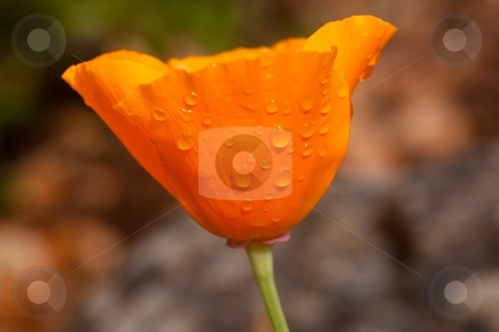 To use this stock image in your creative project, please select the size you need over to the right and click the "Add to Cart" button.
Your downloaded image will come with the Cutcaster watermark removed so don’t worry about the watermark you see on this page. California poppy stock photo, California poppy (Eschscholzia californica) is native to grassy and open areas from sea level to 2,000m (6,500 feet) altitude in the western United States throughout California by Mariusz Jurgielewicz