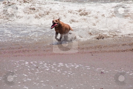 To use this stock image in your creative project, please select the size you need over to the right and click the "Add to Cart" button.
Your downloaded image will come with the Cutcaster watermark removed so don’t worry about the watermark you see on this page. Dog on the beach stock photo, Dog running and playing on the ocean beach. by Mariusz Jurgielewicz