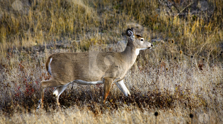 To use this stock image in your creative project, please select the size you need over to the right and click the "Add to Cart" button.
Your downloaded image will come with the Cutcaster watermark removed so don’t worry about the watermark you see on this page. White Tail Deer National Bison Range Charlo Montana stock photo, White Tail Deer Walking in the Brush among Fall Colors National Bison Range Charlo Montana by William Perry