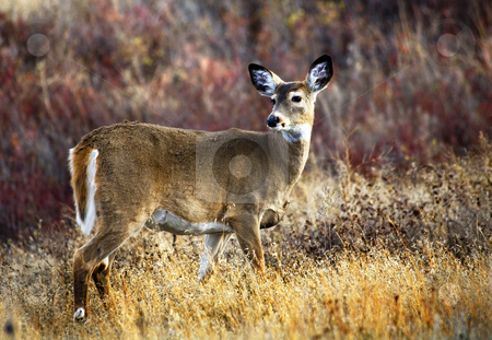 To use this stock image in your creative project, please select the size you need over to the right and click the "Add to Cart" button.
Your downloaded image will come with the Cutcaster watermark removed so don’t worry about the watermark you see on this page. White Tail Deer National Bison Range Charlo Montana stock photo, White Tail Deer National Bison Range Charlo Montana by William Perry