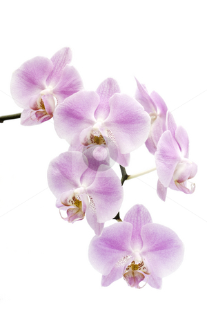 To use this stock image in your creative project, please select the size you need over to the right and click the "Add to Cart" button.
Your downloaded image will come with the Cutcaster watermark removed so don’t worry about the watermark you see on this page. Flowers of a Phalaenopsis orchid hybrid stock photo, Many pink and white flowers of a Phalaenopsis orchid hybrid isolated against a white background vertical by Stephen Goodwin