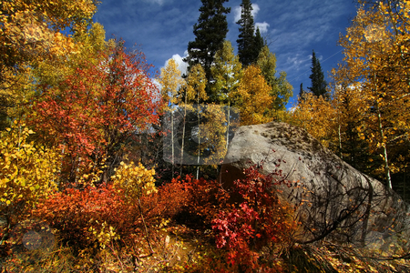 To use this stock image in your creative project, please select the size you need over to the right and click the "Add to Cart" button.
Your downloaded image will come with the Cutcaster watermark removed so don’t worry about the watermark you see on this page. Fall Splender stock photo, Fall shot of trees in the autumn showing bright fall colors by Mark Smith