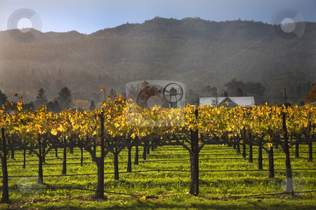 To use this stock image in your creative project, please select the size you need over to the right and click the "Add to Cart" button.
Your downloaded image will come with the Cutcaster watermark removed so don’t worry about the watermark you see on this page. Fall Wine Vines Yellow Leaves Vineyards Fog Tree Napa California stock photo, Wine Vines Yellow Leaves Fall Vineyards Napa California by William Perry