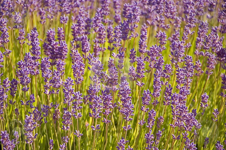 To use this stock image in your creative project, please select the size you need over to the right and click the "Add to Cart" button.
Your downloaded image will come with the Cutcaster watermark removed so don’t worry about the watermark you see on this page. Closeup of Lavender Plants stock photo, Photo close up of many purple lavender plants in full bloom. by Valerie Garner
