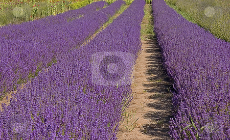 To use this stock image in your creative project, please select the size you need over to the right and click the "Add to Cart" button.
Your downloaded image will come with the Cutcaster watermark removed so don’t worry about the watermark you see on this page. Rows of Lavender on Farm stock photo, This shot is rows of purple lavender plants on a rural farm. by Valerie Garner