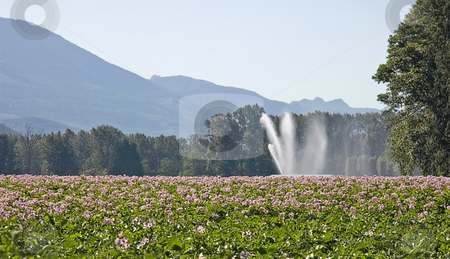 To use this stock image in your creative project, please select the size you need over to the right and click the "Add to Cart" button.
Your downloaded image will come with the Cutcaster watermark removed so don’t worry about the watermark you see on this page. Rural Field Landscape stock photo, This rural field of potatoes is set against beautiful mountains in the background and is being irrigated by a large sprinkler with cool patterns of the water falling. by Valerie Garner