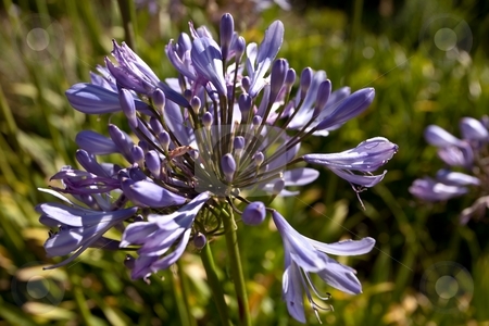 To use this stock image in your creative project, please select the size you need over to the right and click the "Add to Cart" button.
Your downloaded image will come with the Cutcaster watermark removed so don’t worry about the watermark you see on this page. Agapanthus stock photo, Agapanthus the