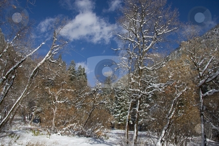 To use this stock image in your creative project, please select the size you need over to the right and click the "Add to Cart" button.
Your downloaded image will come with the Cutcaster watermark removed so don’t worry about the watermark you see on this page. Winter stock photo, View of pine trees right after a snow storm with deep blue sky's by Mark Smith